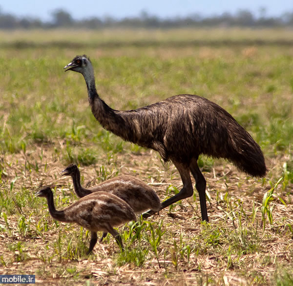 Emu - شترمرغ استرالیایی