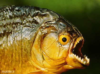 razor-toothed piranha