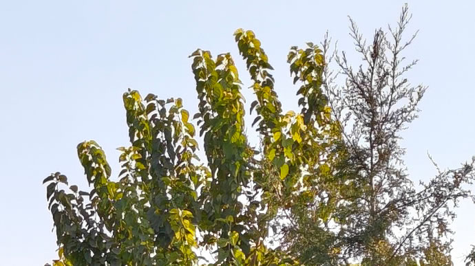 Xiaomi 17 Pro Max - شیائومی ۱۷ پرو مکس