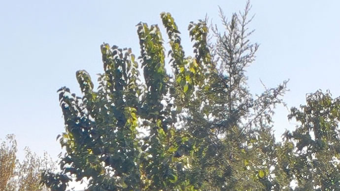 Xiaomi 17 Pro Max - شیائومی ۱۷ پرو مکس