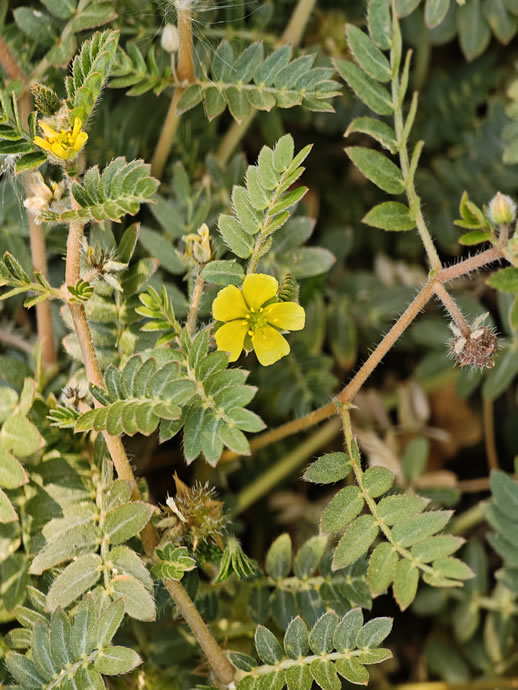 Xiaomi 17 Pro Max - شیائومی ۱۷ پرو مکس