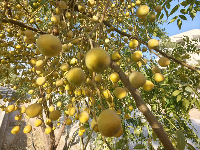 Xiaomi 17 Pro Max - شیائومی ۱۷ پرو مکس