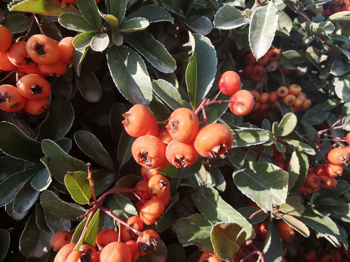 Xiaomi 17 Pro Max - شیائومی ۱۷ پرو مکس