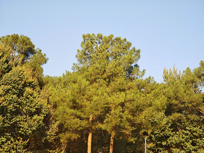 Xiaomi 17 Pro Max - شیائومی ۱۷ پرو مکس