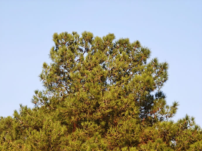 Xiaomi 17 Pro Max - شیائومی ۱۷ پرو مکس