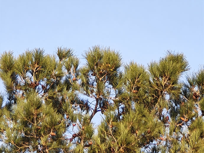 Xiaomi 17 Pro Max - شیائومی ۱۷ پرو مکس