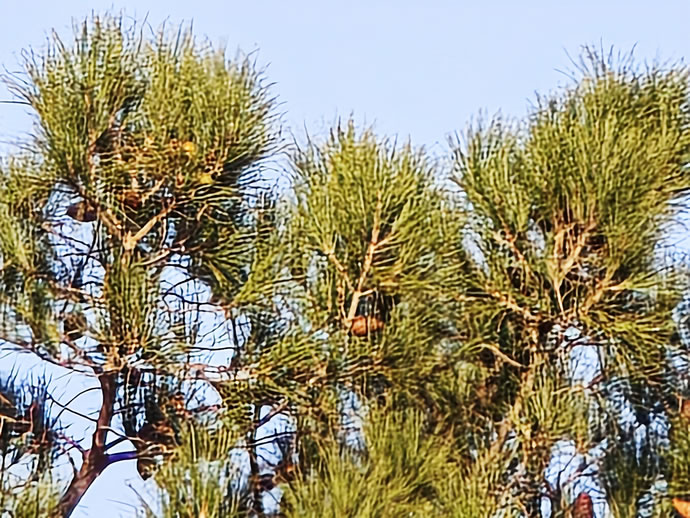 Xiaomi 17 Pro Max - شیائومی ۱۷ پرو مکس