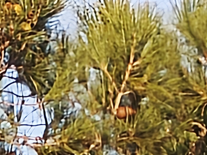 Xiaomi 17 Pro Max - شیائومی ۱۷ پرو مکس