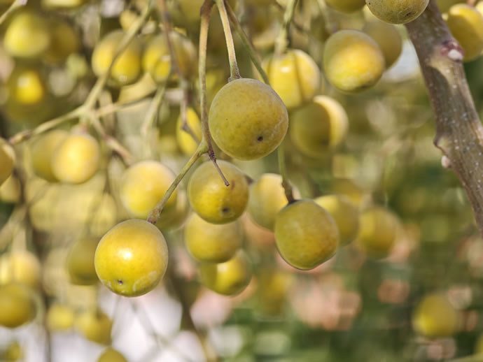 Xiaomi 17 Pro Max - شیائومی ۱۷ پرو مکس