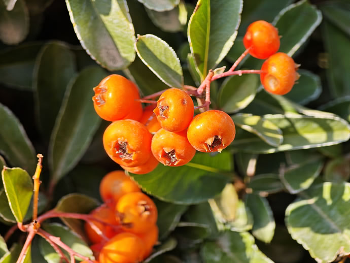 Xiaomi 17 Pro Max - شیائومی ۱۷ پرو مکس