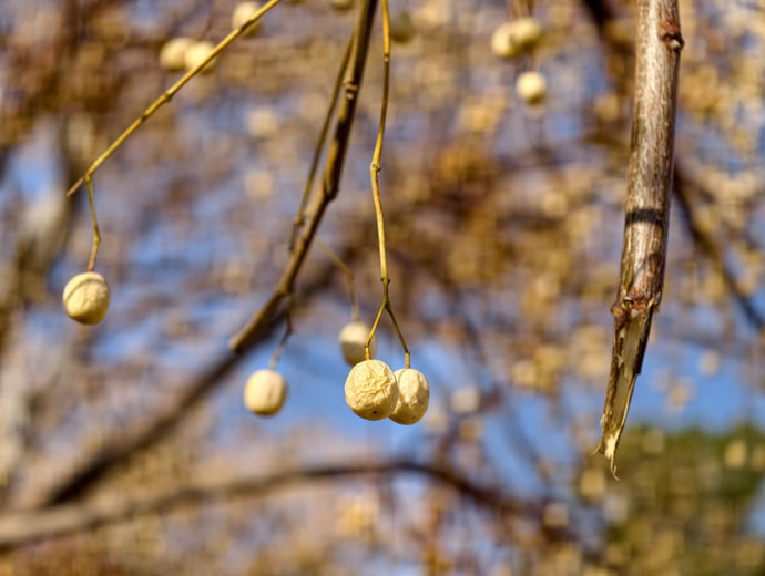 vivo X300 Pro -  ویوو ایکس ۳۰۰ پرو