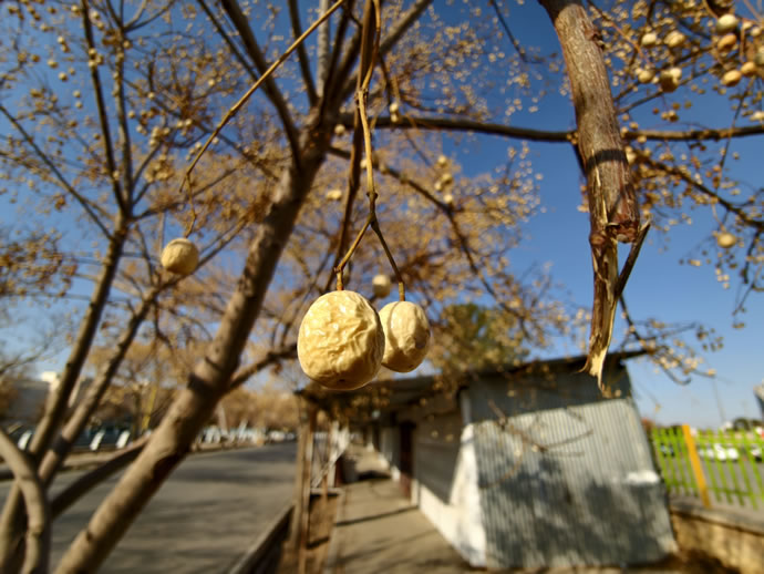 vivo X300 Pro -  ویوو ایکس ۳۰۰ پرو