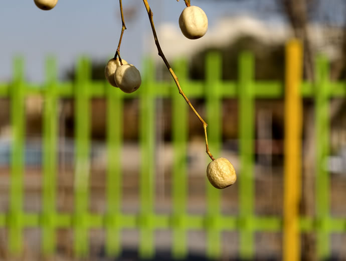 vivo X300 Pro -  ویوو ایکس ۳۰۰ پرو