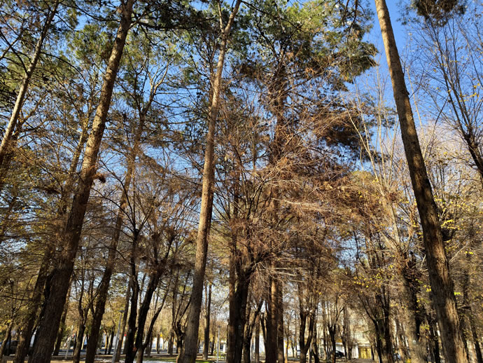 vivo X300 Pro -  ویوو ایکس ۳۰۰ پرو