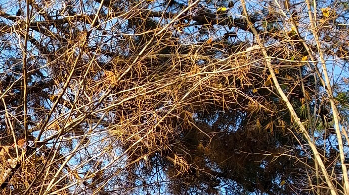 vivo X300 Pro -  ویوو ایکس ۳۰۰ پرو