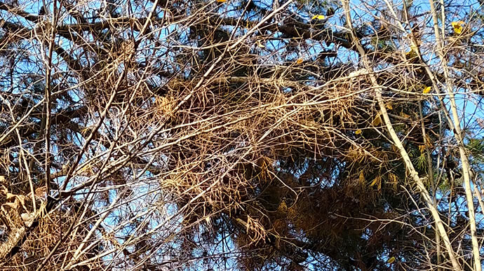 vivo X300 Pro -  ویوو ایکس ۳۰۰ پرو