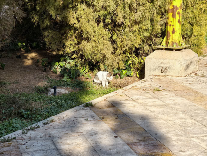 vivo X300 Pro -  ویوو ایکس ۳۰۰ پرو