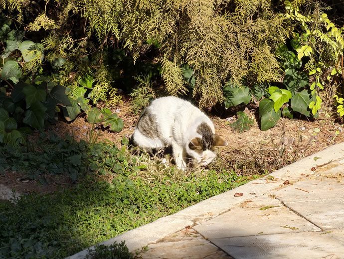 vivo X300 Pro -  ویوو ایکس ۳۰۰ پرو