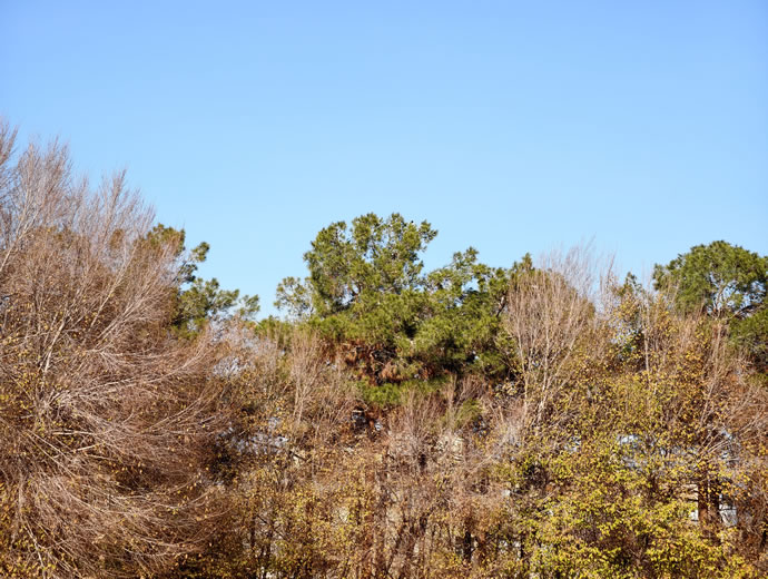 vivo X300 Pro -  ویوو ایکس ۳۰۰ پرو