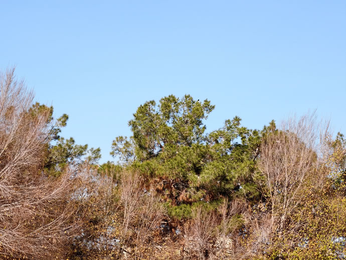 vivo X300 Pro -  ویوو ایکس ۳۰۰ پرو