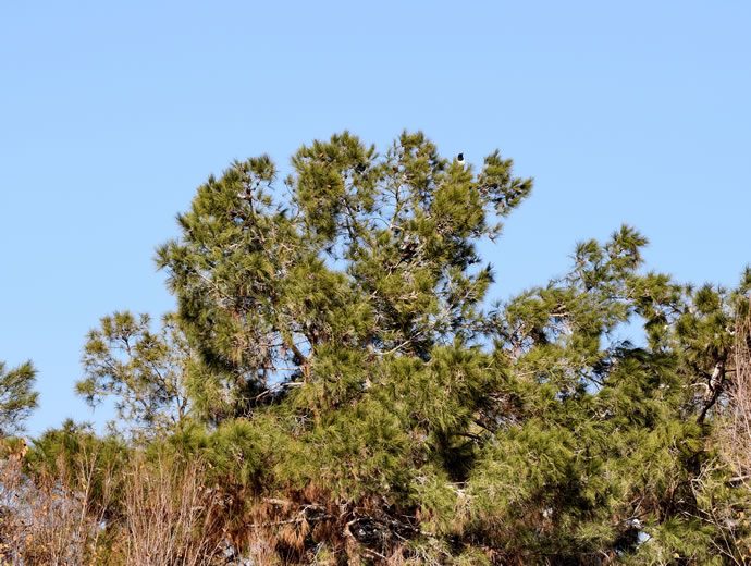 vivo X300 Pro -  ویوو ایکس ۳۰۰ پرو