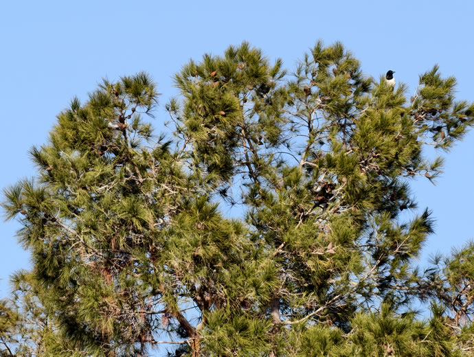 vivo X300 Pro -  ویوو ایکس ۳۰۰ پرو