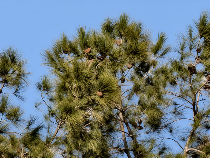 vivo X300 Pro -  ویوو ایکس ۳۰۰ پرو