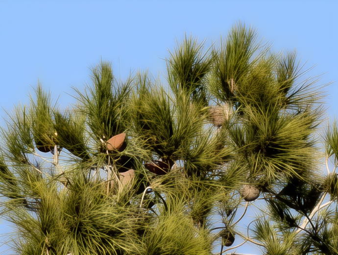 vivo X300 Pro -  ویوو ایکس ۳۰۰ پرو