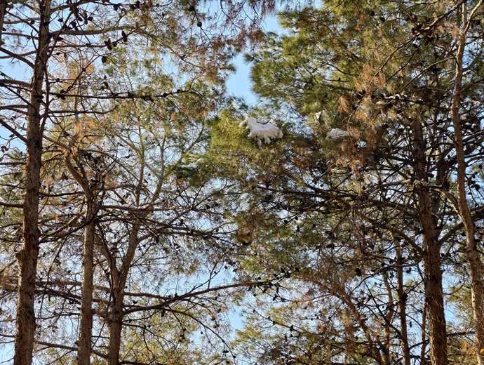 vivo X300 Pro -  ویوو ایکس ۳۰۰ پرو