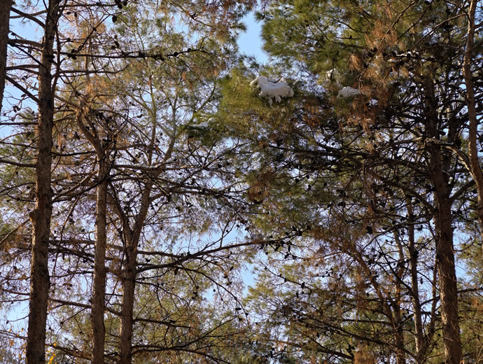 vivo X300 Pro -  ویوو ایکس ۳۰۰ پرو